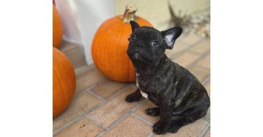 3 male Frenchton puppies for sale