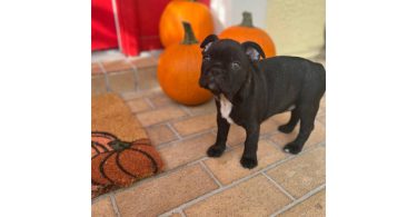 3 male Frenchton puppies for sale