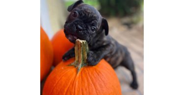3 male Frenchton puppies for sale
