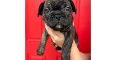 3 male Frenchton puppies for sale