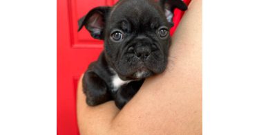 3 male Frenchton puppies for sale