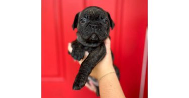 3 male Frenchton puppies for sale
