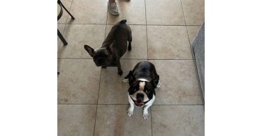 3 male Frenchton puppies for sale