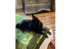 AKC German shepherd puppies