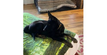 AKC German shepherd puppies