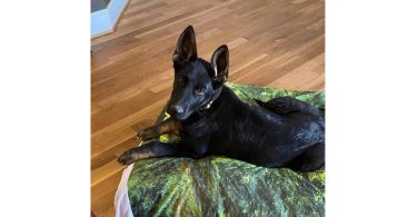 AKC German shepherd puppies