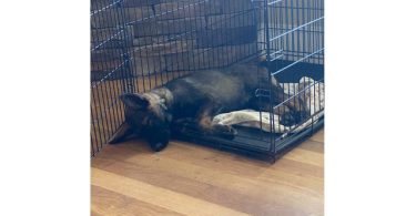 AKC German shepherd puppies