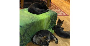 AKC German shepherd puppies