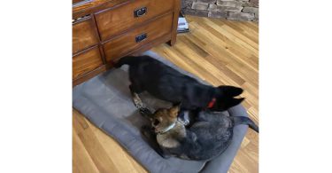 AKC German shepherd puppies