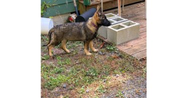 AKC German shepherd puppies