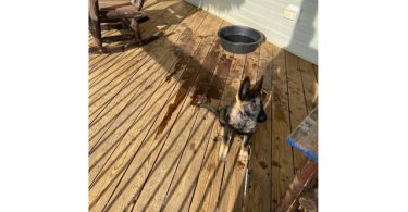 AKC German shepherd puppies