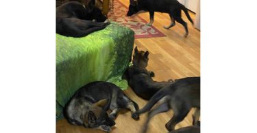 AKC German shepherd puppies