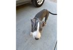 Blue Great Dane puppies cheap