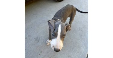 Blue Great Dane puppies cheap