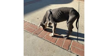 Blue Great Dane puppies cheap