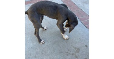 Blue Great Dane puppies cheap