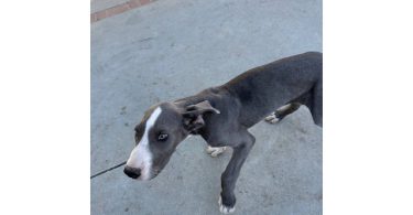 Blue Great Dane puppies cheap