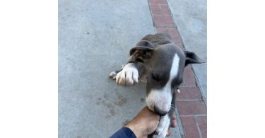 Blue Great Dane puppies cheap