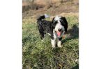 4 months old Shepadoodle
