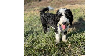 4 months old Shepadoodle