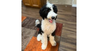 4 months old Shepadoodle
