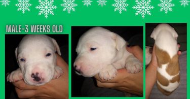 Late Christmas/New Year's gift