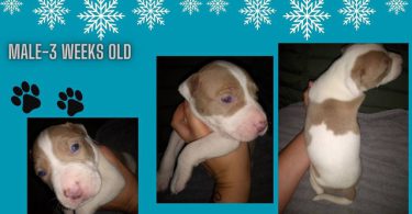 Late Christmas/New Year's gift