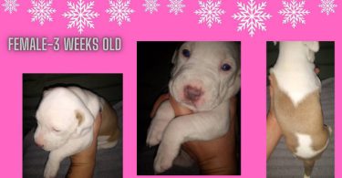 Late Christmas/New Year's gift