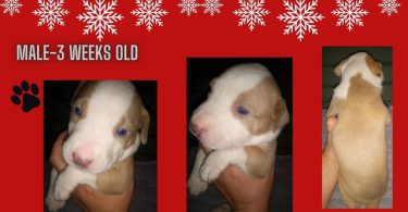 Late Christmas/New Year's gift
