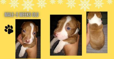 Late Christmas/New Year's gift