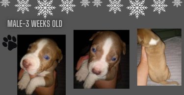 Late Christmas/New Year's gift