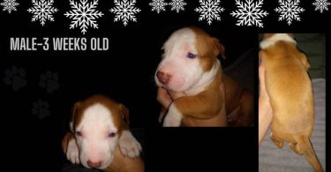 Late Christmas/New Year's gift