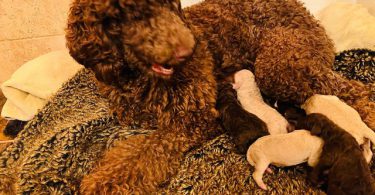 7 adorable standard poodles for sale