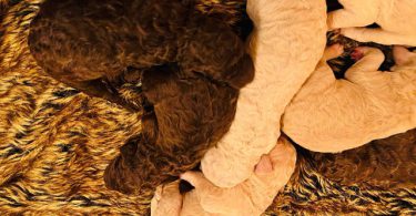 7 adorable standard poodles for sale