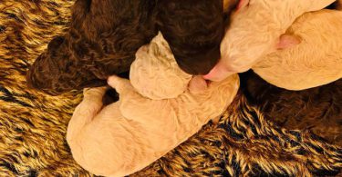 7 adorable standard poodles for sale
