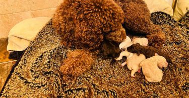 7 adorable standard poodles for sale