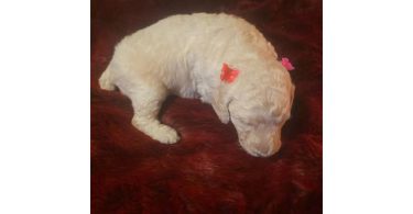 7 adorable standard poodles for sale