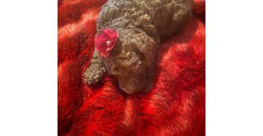 7 adorable standard poodles for sale