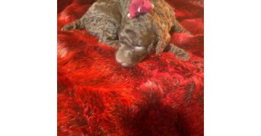 7 adorable standard poodles for sale