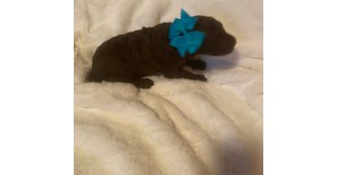 7 adorable standard poodles for sale
