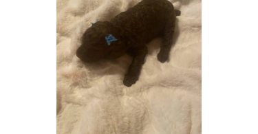 7 adorable standard poodles for sale