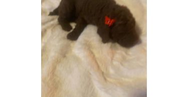 7 adorable standard poodles for sale
