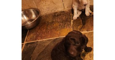 7 adorable standard poodles for sale