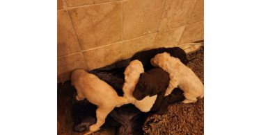 7 adorable standard poodles for sale
