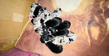 ASDR Australian Shepherd puppies for sale