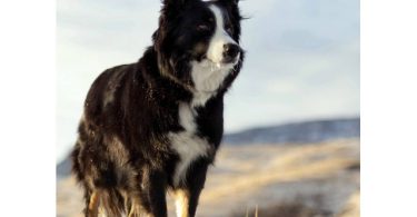 ASDR Australian Shepherd puppies for sale
