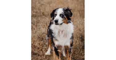 ASDR Australian Shepherd puppies for sale