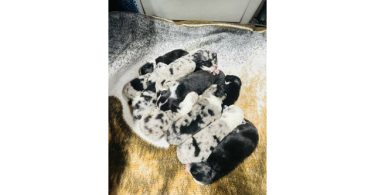 ASDR Australian Shepherd puppies for sale