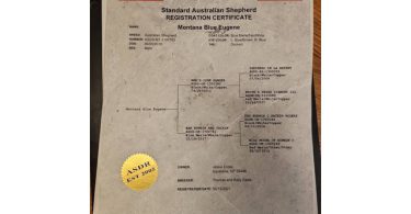 ASDR Australian Shepherd puppies for sale