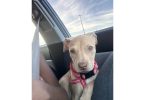Nova needs loving home
